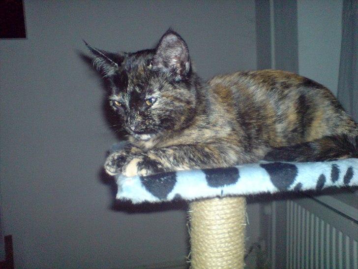 Huskat Misha billede 19