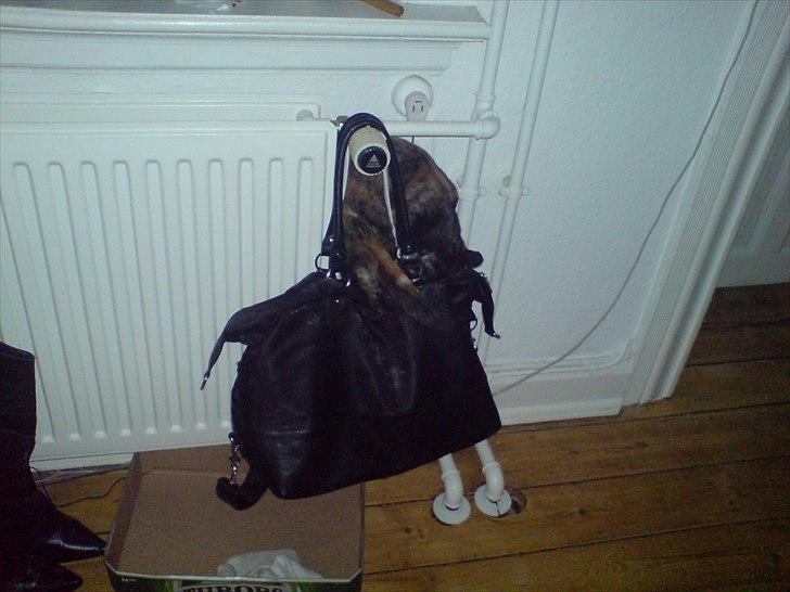 Huskat Misha billede 20