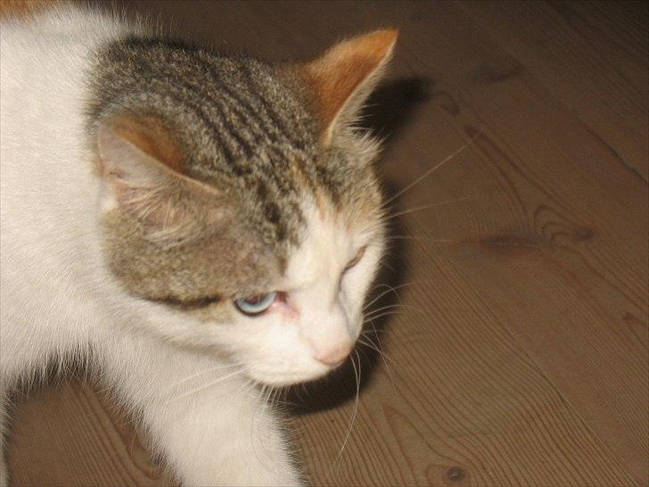 Blanding af racer Zacho´s Piv/Sabrina billede 3