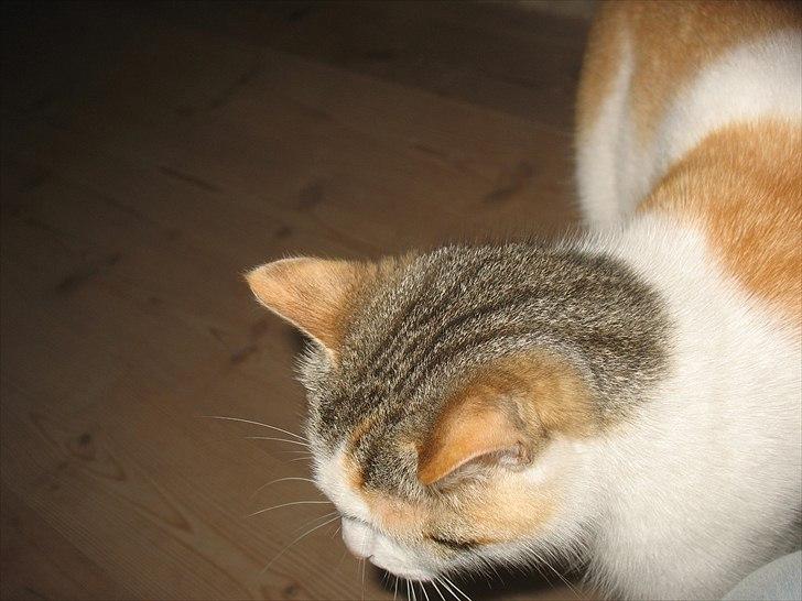 Blanding af racer Zacho´s Piv/Sabrina billede 4