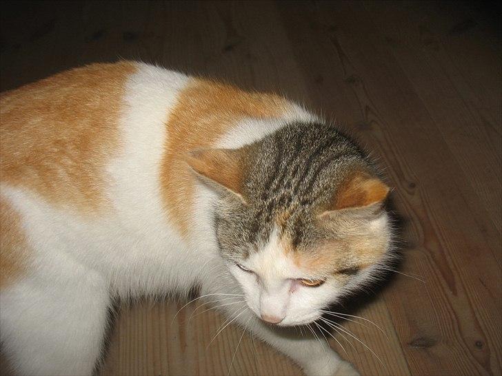 Blanding af racer Zacho´s Piv/Sabrina billede 5