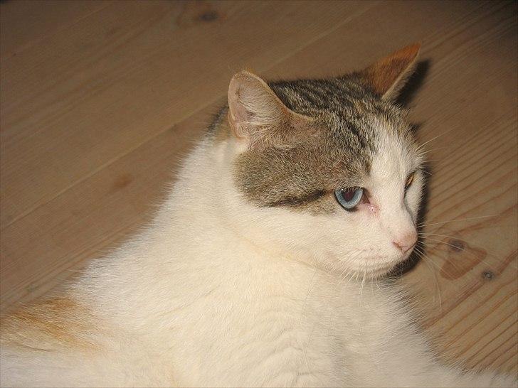 Blanding af racer Zacho´s Piv/Sabrina billede 6