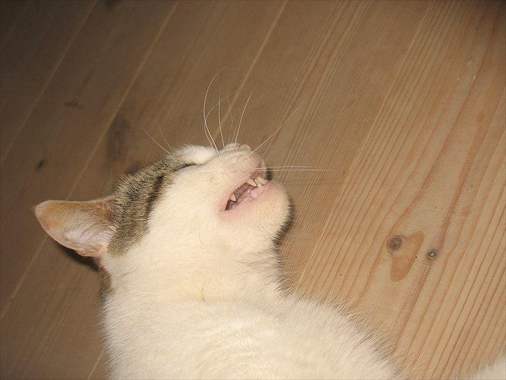 Blanding af racer Zacho´s Piv/Sabrina billede 7