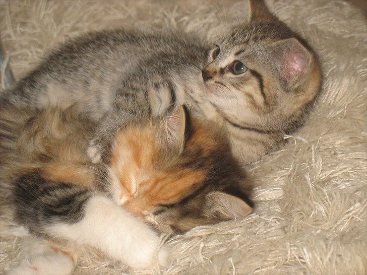 Huskat Zacho´s Freja billede 6