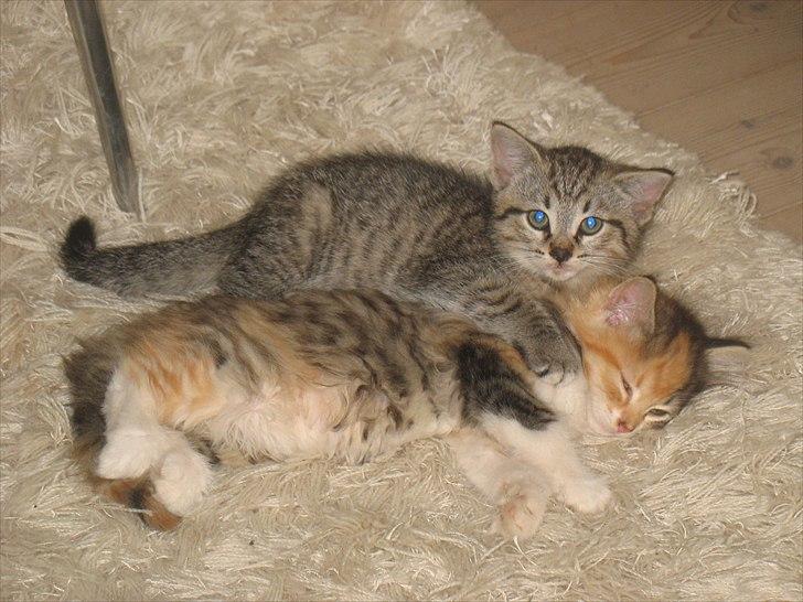 Huskat Zacho´s Freja billede 7