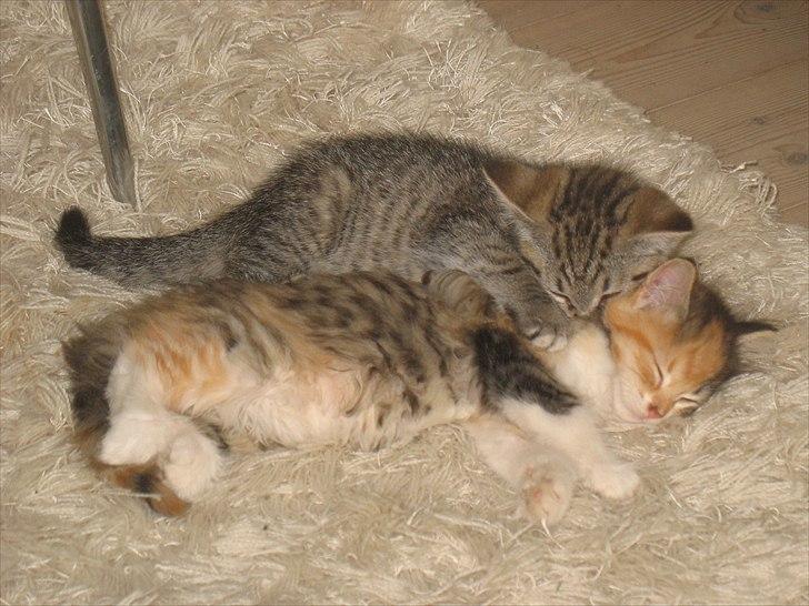 Huskat Zacho´s Freja billede 8