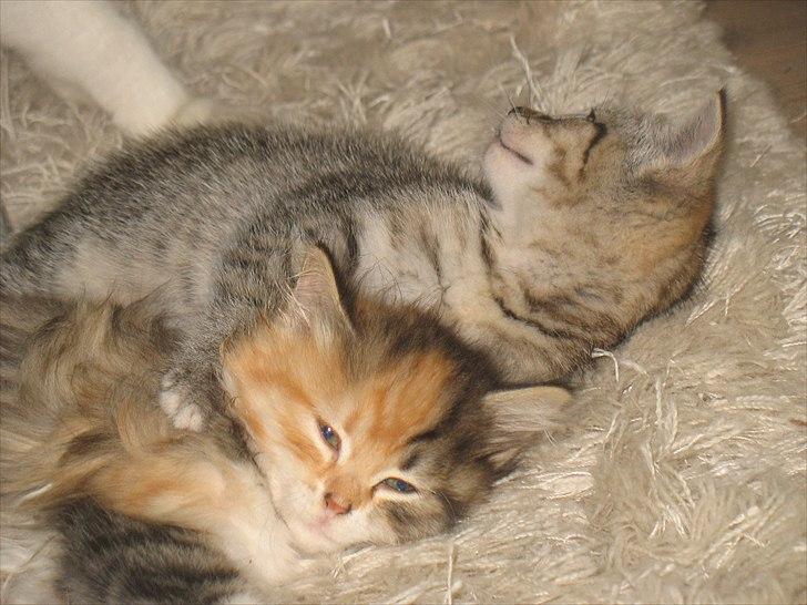 Huskat Zacho´s Freja billede 9