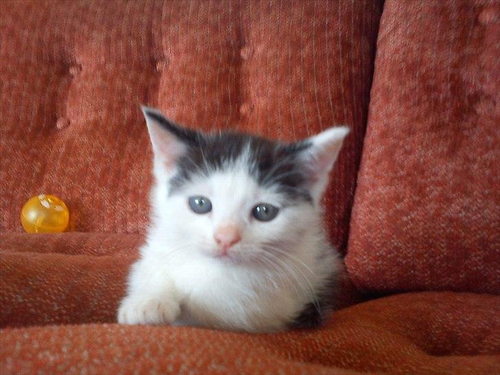 Huskat Laban (Labse) rip  - 6 uger og 2 dage gammel billede 13