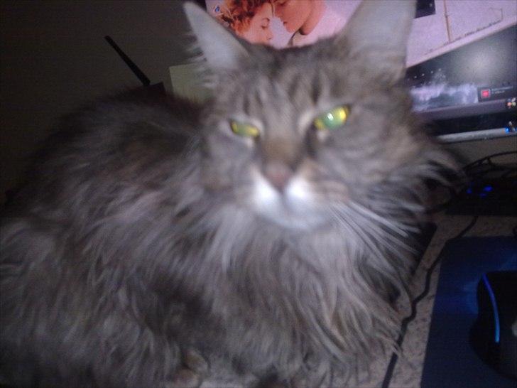 Maine Coon Fie billede 9