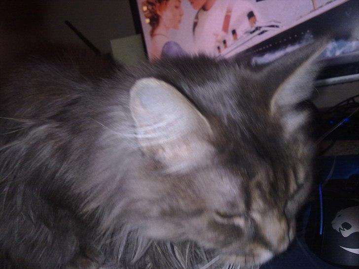 Maine Coon Fie billede 10