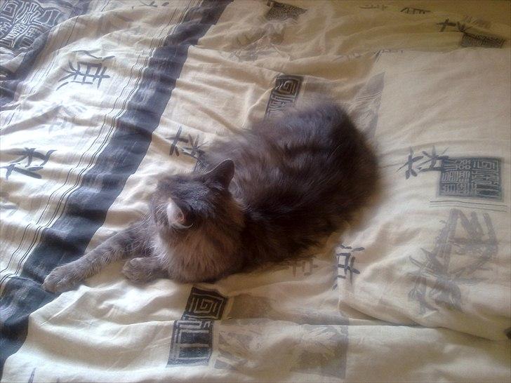 Maine Coon Fie billede 11