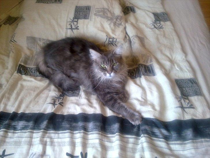 Maine Coon Fie billede 12