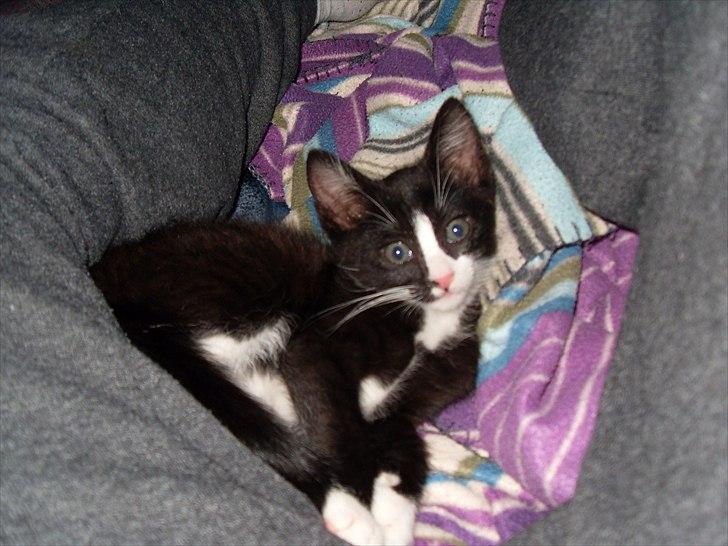 Huskat Charlie  billede 1