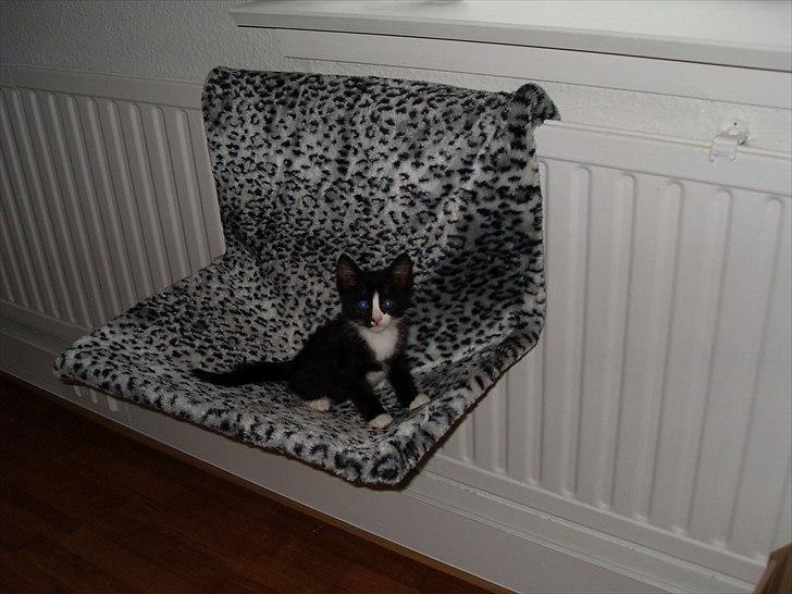 Huskat Charlie  billede 2