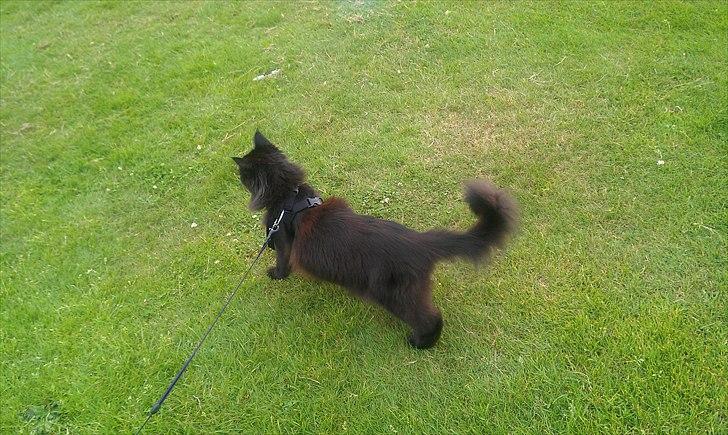 Maine Coon Wackymoon Girlfriend billede 9