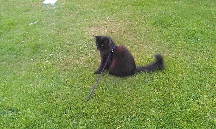 Maine Coon Wackymoon Girlfriend billede 10