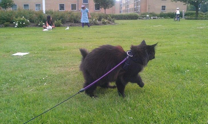Maine Coon Wackymoon Girlfriend billede 11