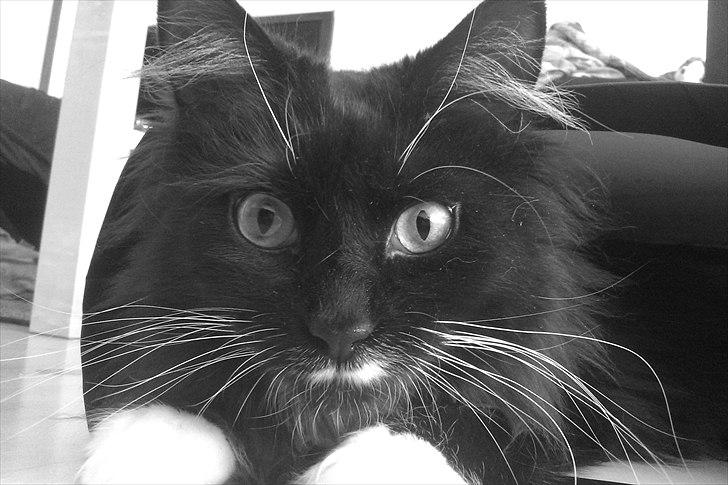 Blanding af racer Phoebe - Den smukkeste mis i verden <3 billede 19