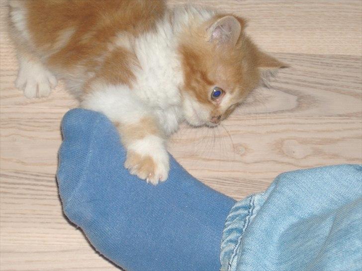 Maine Coon Oliver billede 3