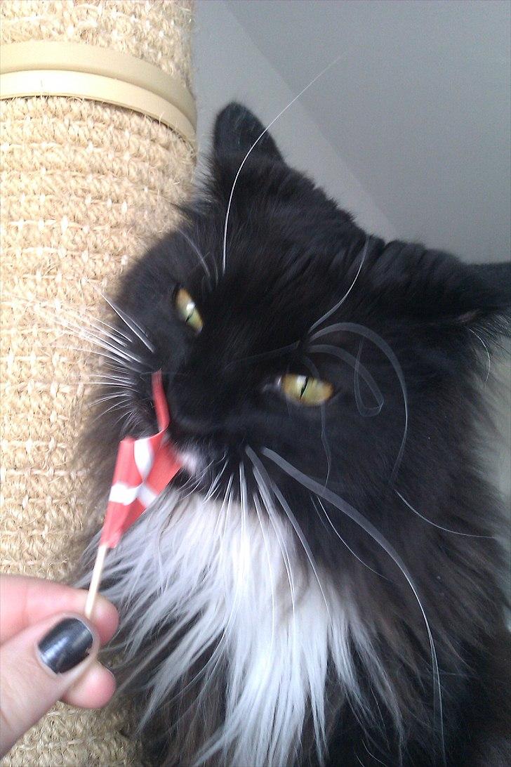 Blanding af racer Phoebe - Lilleskid på sin 1 års fødselsdag :) billede 16