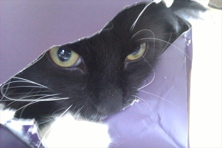 Blanding af racer Phoebe - Ind- og udbryderkongen :) Kan man ikke finde åbningen, laver man da bare sin egen :) billede 17