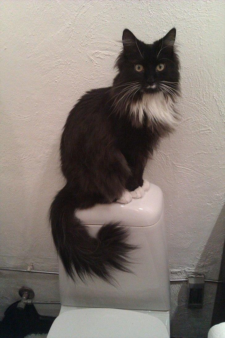 Blanding af racer Phoebe - Poserer på kummen ;) billede 18