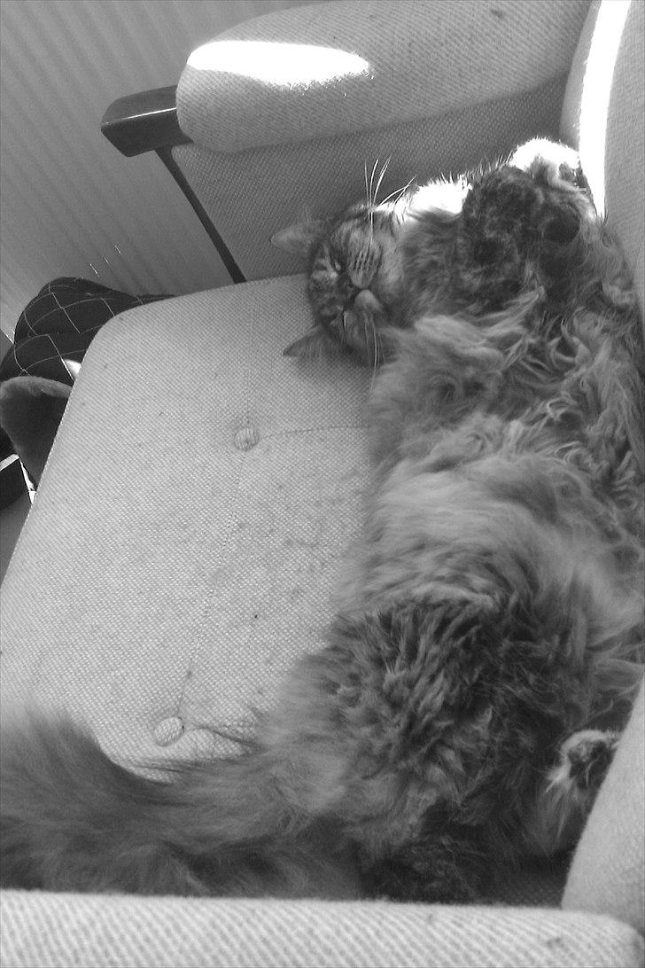 Blanding af racer Gitte - I hendes yndlingsstol billede 6