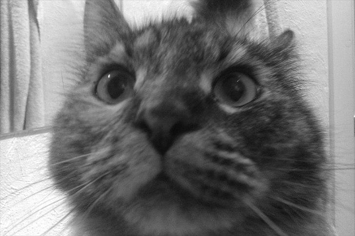 Blanding af racer Gitte - Hejj :) Velkommen til min profil :) billede 1