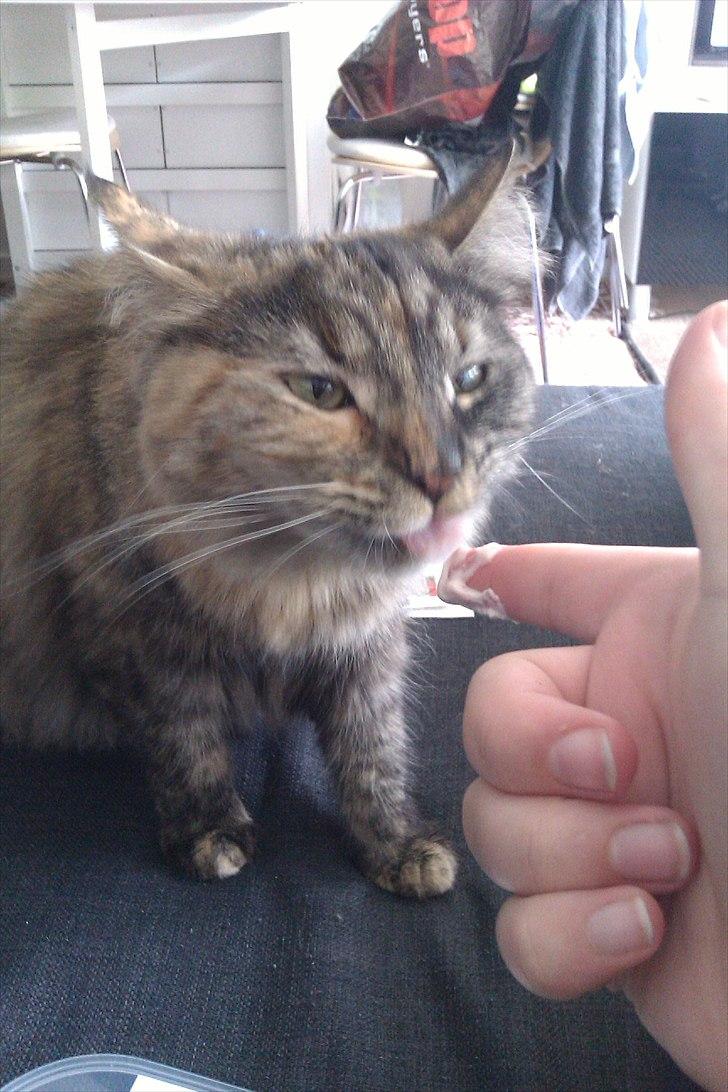 Blanding af racer Gitte - Flødeskum <3 billede 16