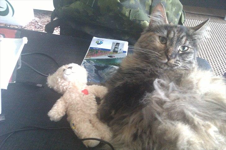 Blanding af racer Gitte - Store missere sover også med bamser !  billede 9