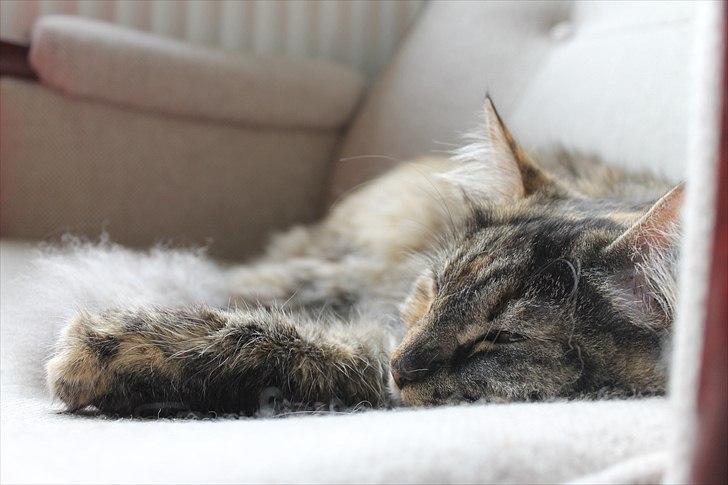 Blanding af racer Gitte - yndlingsstolen billede 2