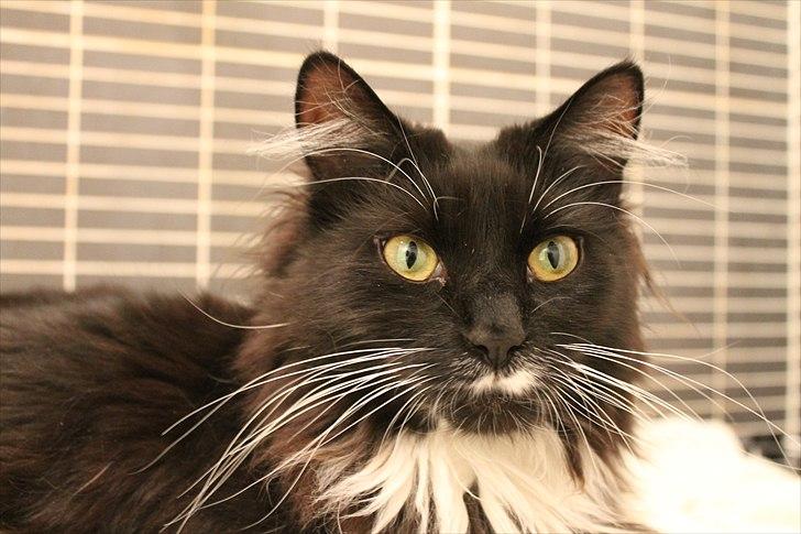 Blanding af racer Phoebe - Velkommen til profilen :) billede 1