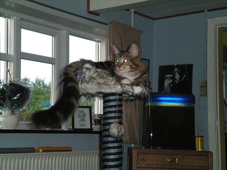 Maine Coon Noah #NoahBoah# - Så kongeligt han ligger der. :D billede 9