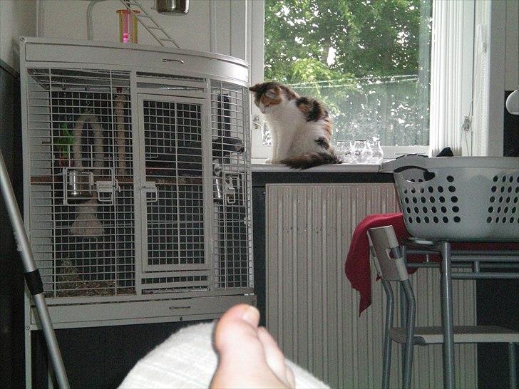 Maine Coon Malou #Malle# - Malou hilser på papegøjen, Gumse. :D billede 14