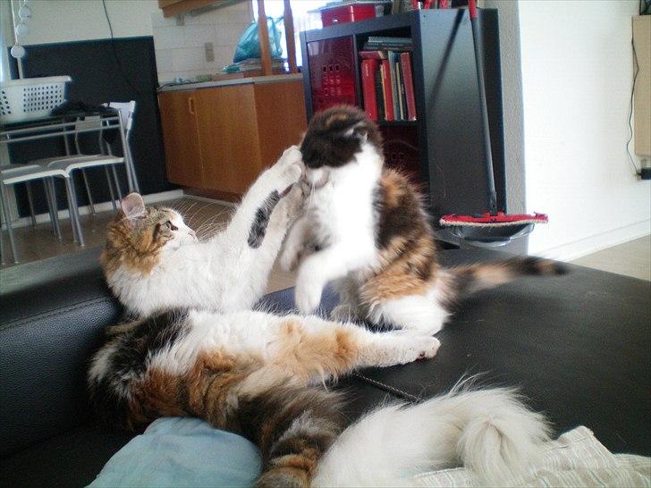 Maine Coon Malou #Malle# - Malou og Artemis leger. :D billede 10