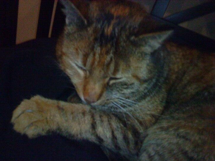 Huskat Pippi Amalie billede 9