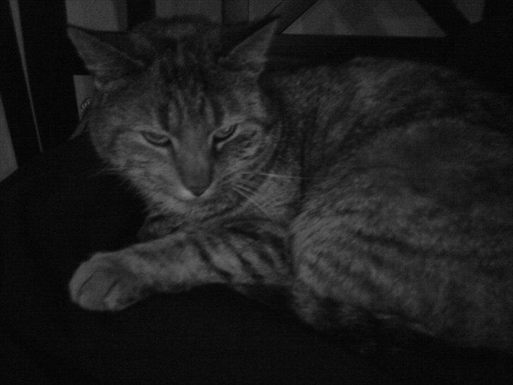 Huskat Pippi Amalie billede 10