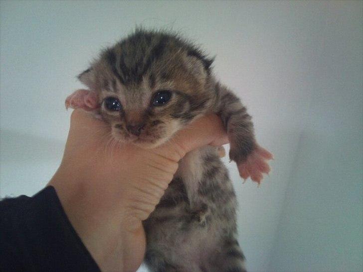 Huskat Simone - D. 3 juli 2011 billede 2