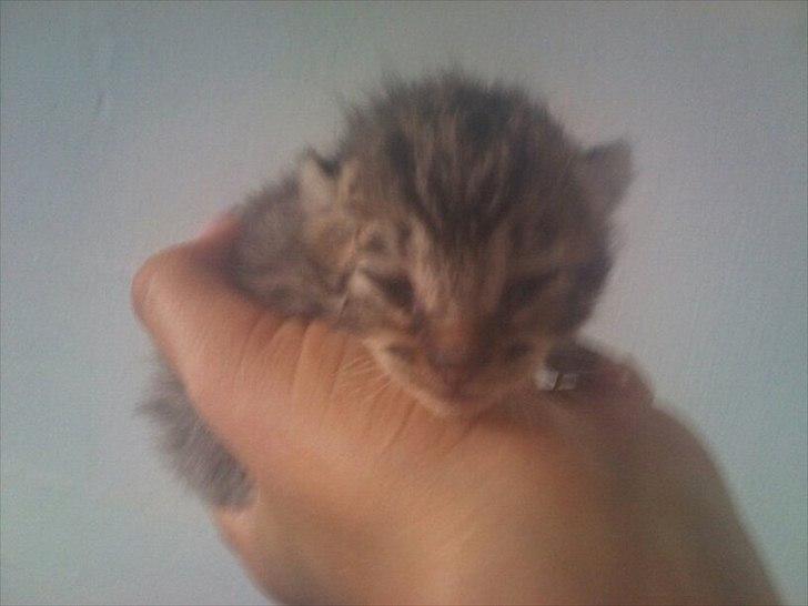 Huskat Simone - En uge gammel billede 3