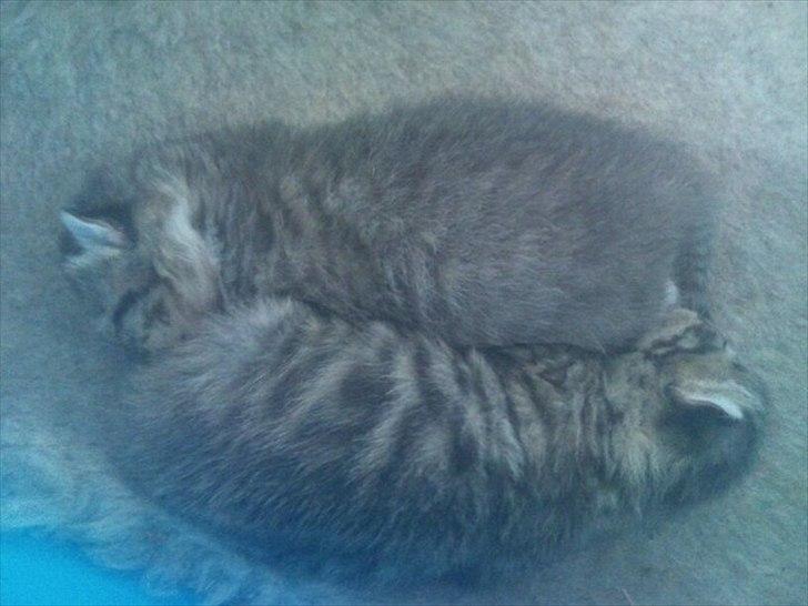 Huskat Simone - Søskende, jeg er den "nederste" billede 4