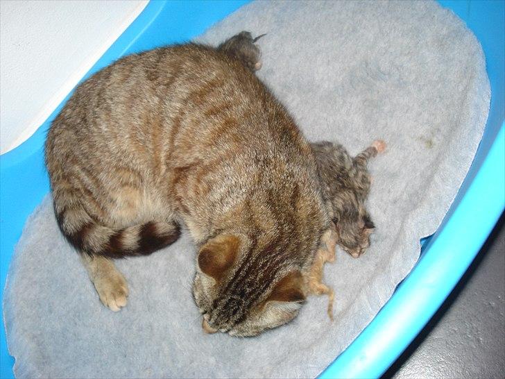 Huskat Simone - Jeg ligger ved siden af min mor :) billede 5