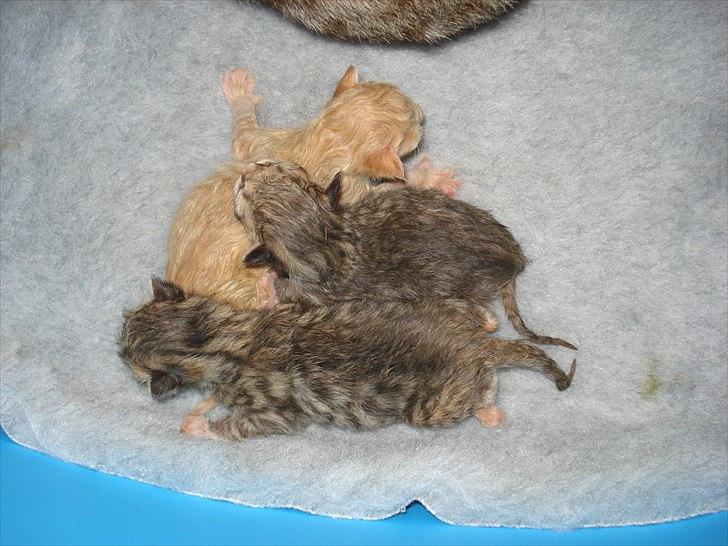 Huskat Simone - Jeg ligger "nederst" billede 6