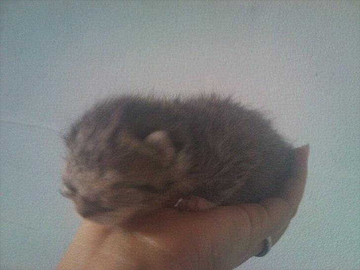 Huskat Simon - 1 uge gammel billede 3