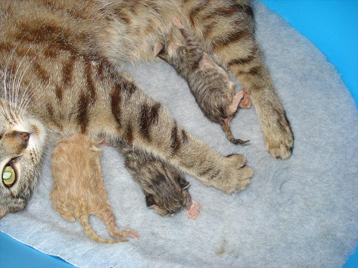 Huskat Simon - Har allerede fundet frem til maden :) billede 6