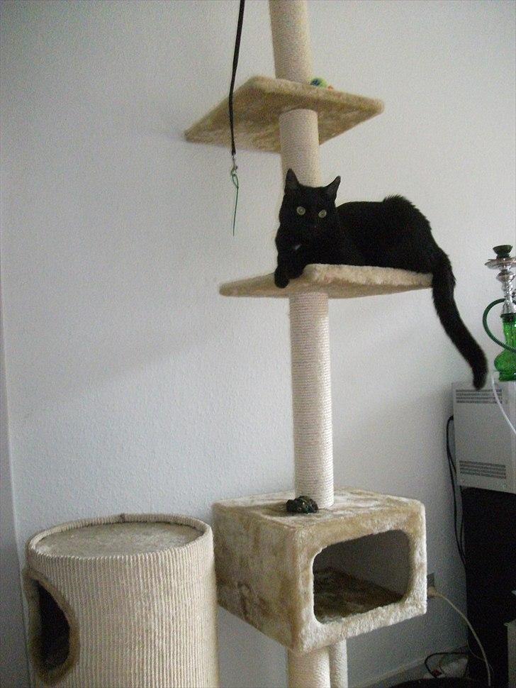 Huskat Blackie billede 9