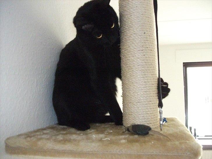 Huskat Blackie billede 10
