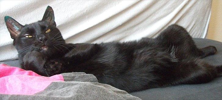 Huskat Blackie billede 11