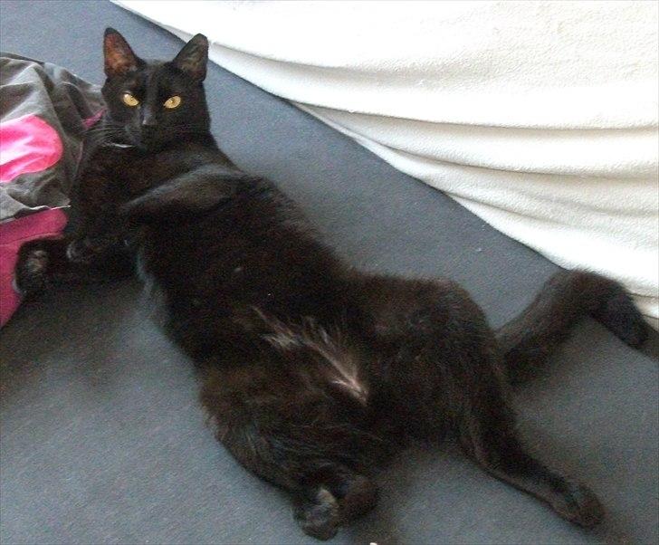 Huskat Blackie billede 12