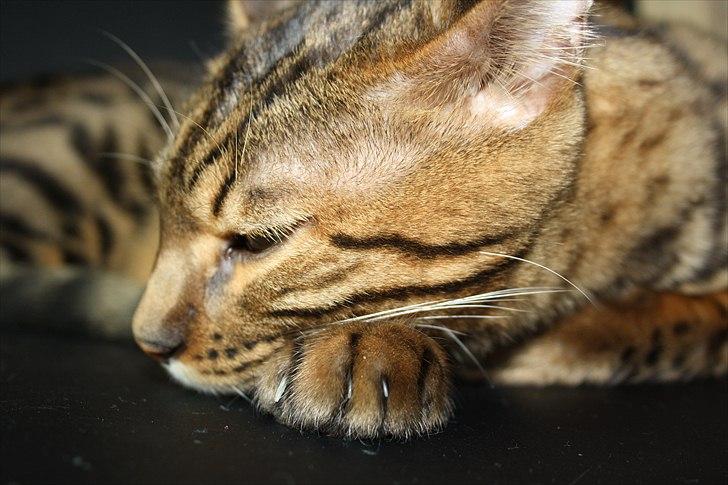 Bengal Baloo billede 15