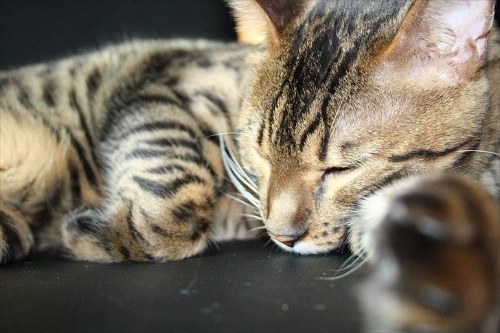 Bengal Baloo billede 13